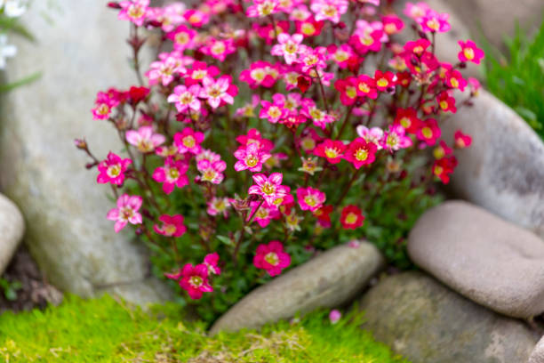 Saxifraga Flower Seeds - Heirloom Non GMO High Germination Garden Planting Seeds