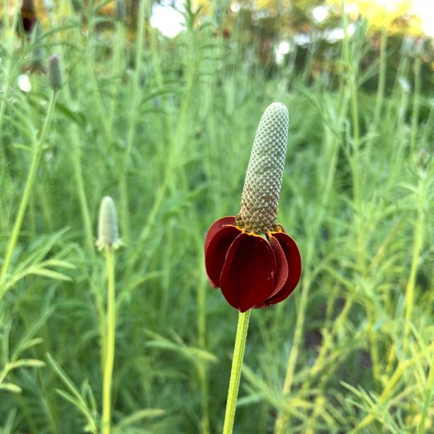 Upright Prairie Coneflower Seeds for Planting | Heirloom Non Heirloom, Non-GMO for Home Garden Planting