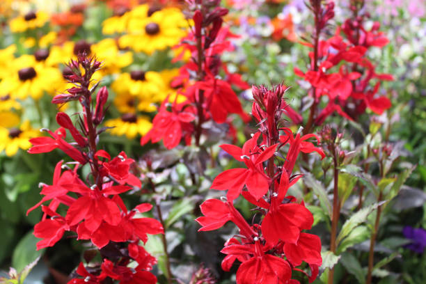 Cardinal Flower Seeds