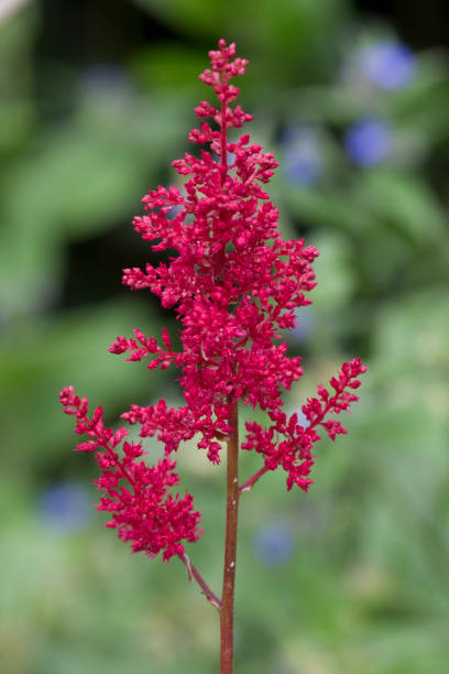 Red Astilbe Flower Seeds – Rare Blooming Plants for Balcony and Outdoor Gardens, Heirloom, Non-GMO, High Germination