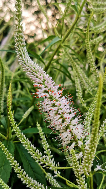 Red Fuchsia Flower Seeds White Exotic Flowering Plants for Vibrant Garden Beauty for Colorful - Heirloom Non GMO High Ge