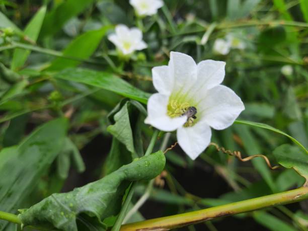 Codonopsis Flower Seeds