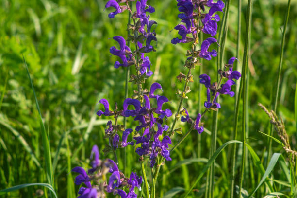Deep Purple Salvia Flower Seeds