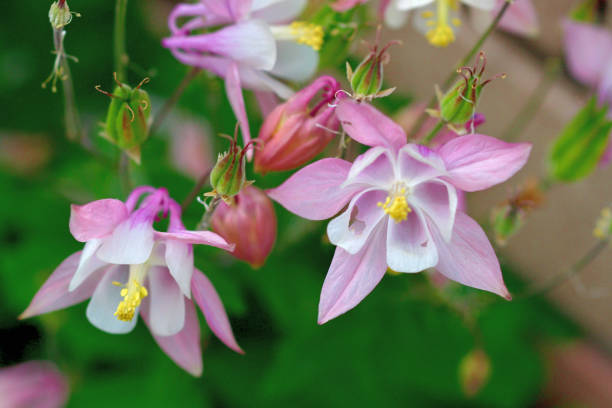 Pink Columbine Flower Seeds - Heirloom Non GMO Garden Seeds for Planting, High Germination Quality