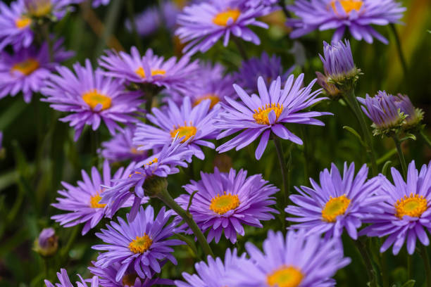 Aster Flower Seeds