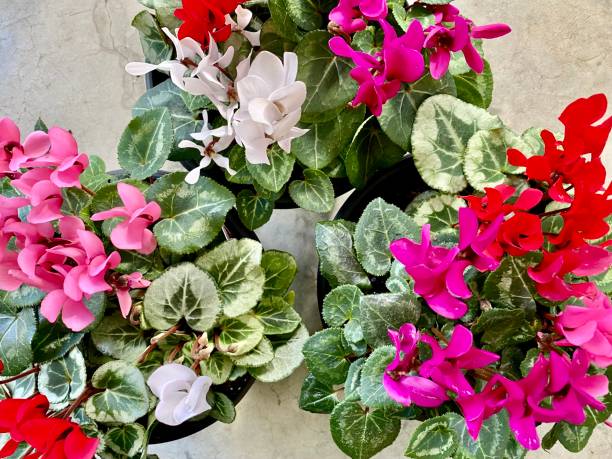 Mixed Cyclamen Flower – Heirloom, Non GMO for Colorful Gardens Seeds - Heirloom Non GMO High Germination Organic Flowe