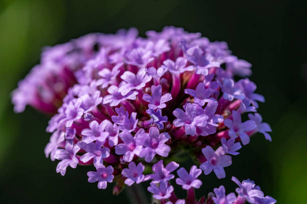 Purple Lantana Flower Seeds