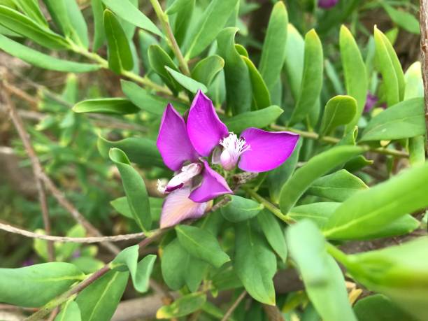 Balsamina Flower Seeds