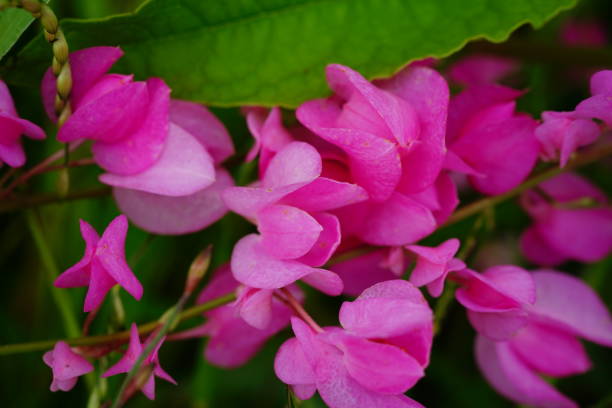 Antirrhinum Flower Seeds - Heirloom Non GMO Premium Garden Seeds for Planting