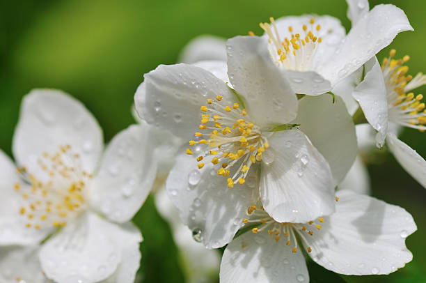 White Philadelphus Lewisii Flower Seeds – Rare Blooming Plants for Balcony & Outdoor Gardening