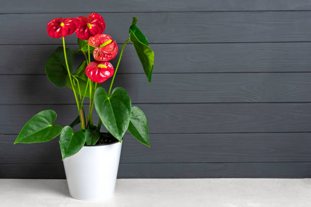 White Anthurium Flower Seeds - Heirloom Non GMO Premium Garden Seeds for Planting