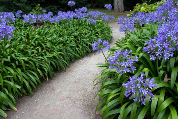 Agapanthus for Pots and Backyard Spaces & Colorful Landscape Flower Seeds - Heirloom Non GMO High Germination Garden Pl