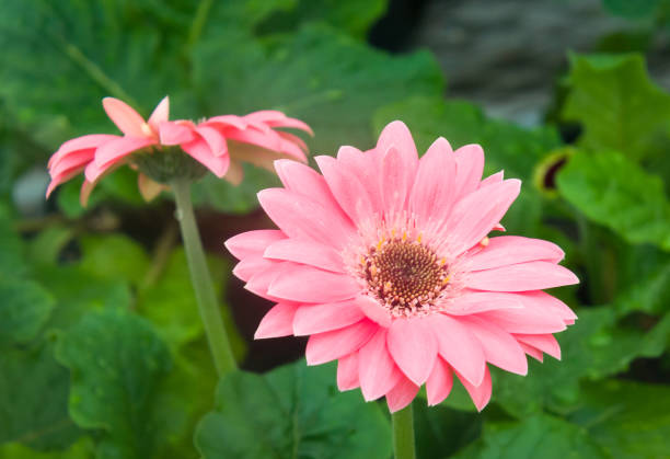Pink Gerbera Flower Seeds