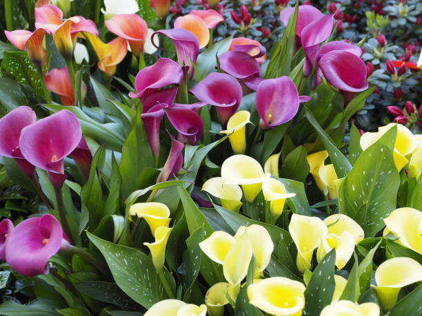Mixed Calibrchoa Flower Seeds - Heirloom Non GMO Flower Seeds, Premium High Germination Garden Planting Seeds
