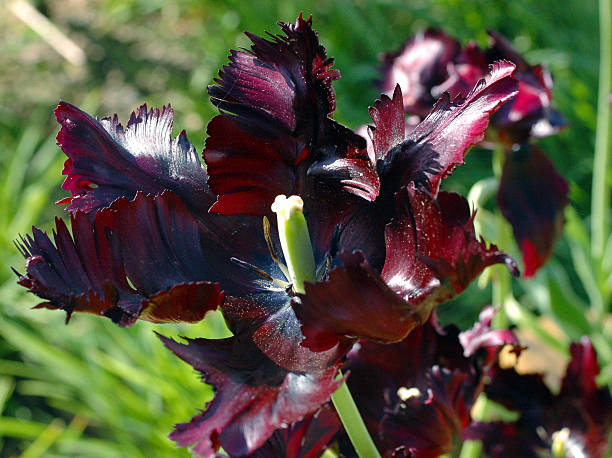 Black Parrot Tulip Flower Seeds