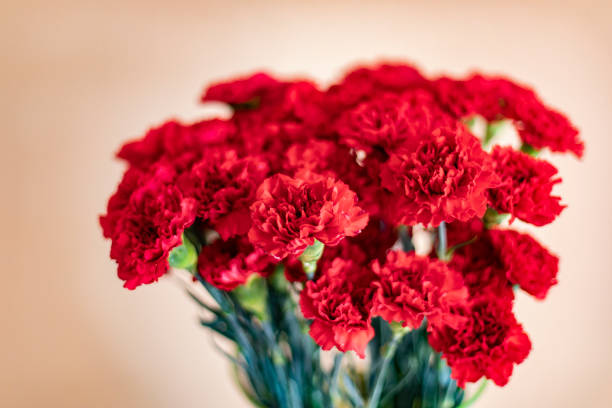 Red Carnation Flower Seeds