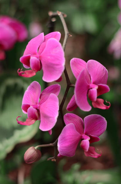 Dendrobium Orchid Flower Seeds
