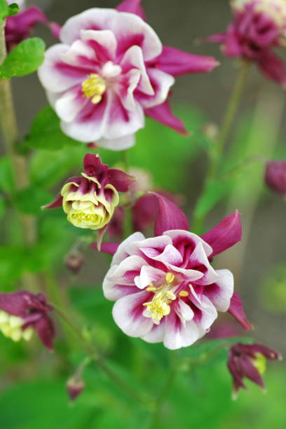 Aquilegia Winky Double Columbine Flower Seeds
