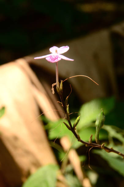 Pink Egret Orchid – Heirloom, Non-GMO, High Germination Flower Seeds - Heirloom Non GMO High Germination Garden Seeds
