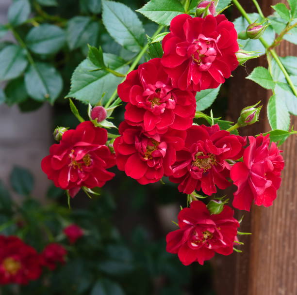 Red Osmanthus Flower Seeds – Heirloom, Non-GMO, High Germination Seeds