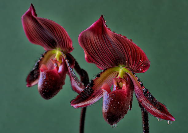 Cypripedium Orchid Flower Seeds