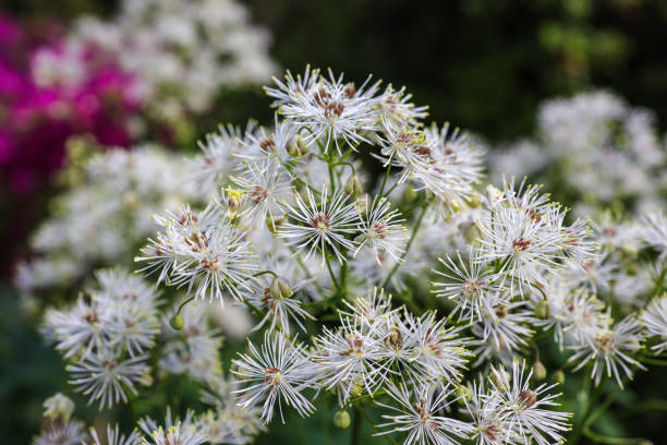 Argyranthemum Flower Seeds - Heirloom Non GMO Premium Garden Seeds for Planting