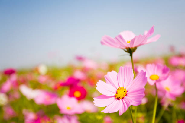 Pink Cosmos Flower Seeds – - Heirloom Non GMO Premium Garden Seeds for Planting, High Germination Outdoor Plants