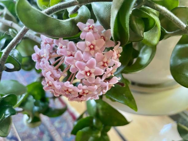 Carnosa Flower Seeds
