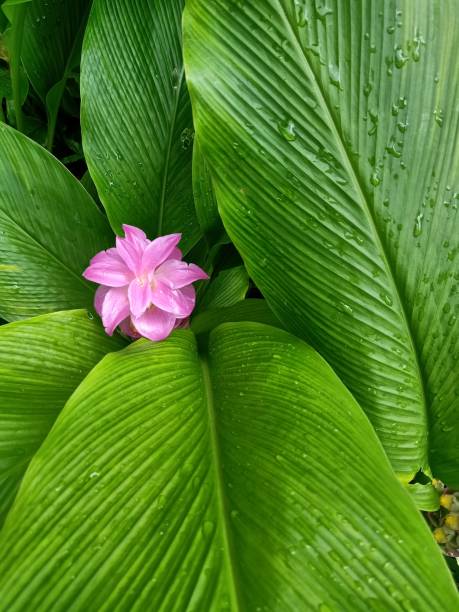Pink Curcuma Flower Seeds - Heirloom Non GMO High Germination Flower Seeds for Planting