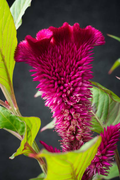 Pink Drak Cockscomb Flower Seeds