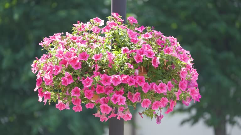 Pink Hanging Begonia Flower Seeds
