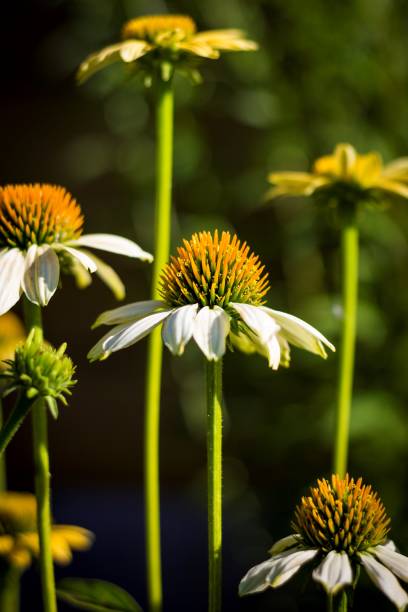 White Swan Coneflower Seeds – Heirloom, Non-GMO, High Germination