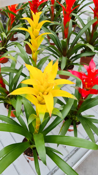 Mixed Bromeliad Flower Seeds - Heirloom Non GMO Flower Seeds, Premium High Germination Garden Planting Seeds