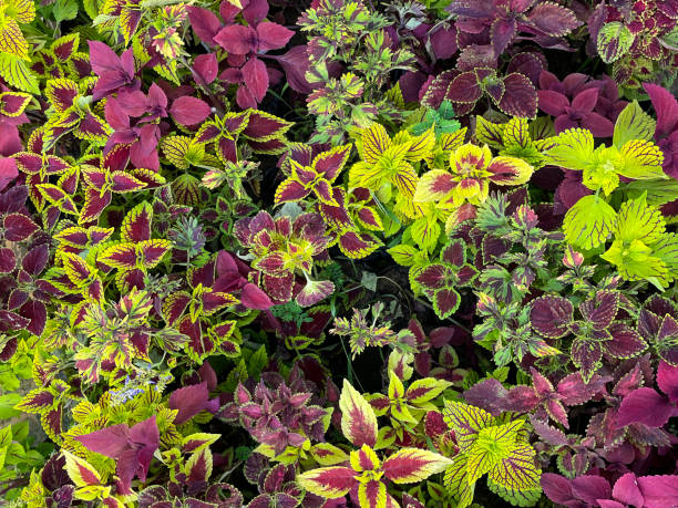 Coleus Flower Seeds - Heirloom Non GMO High Germination Premium Garden Seeds for Planting