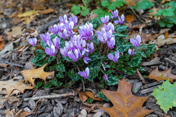Purple Cyclamen Flower Seeds - Heirloom Non GMO High Germination Garden Planting Seeds