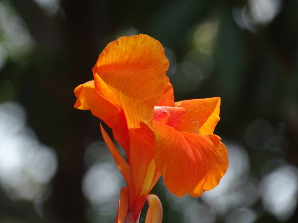 Orange Canna Lilly Flower Seeds
