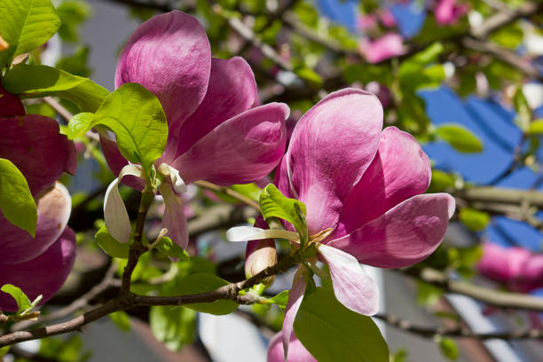 Magnolia Flower Seeds Heirloom, Non - Heirloom, Non GMO, High Germination, Organic Garden Seeds