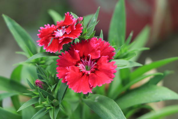 Dianthus Barbatus Flower 