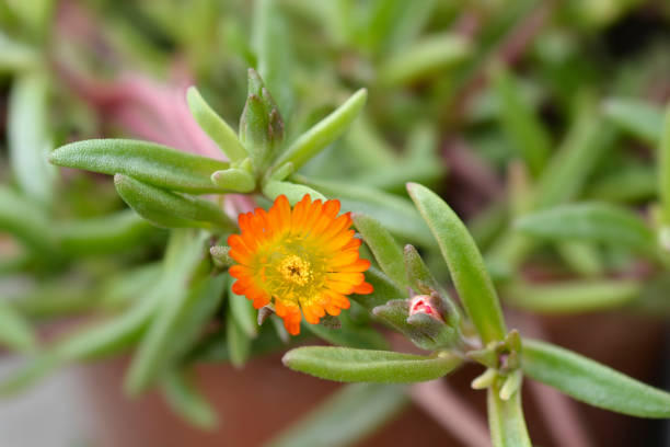 Orange Delosperma Flower Seeds