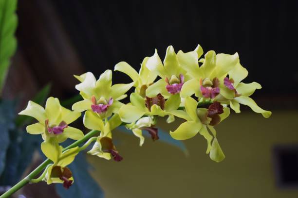 Yellow Giant Monkey Face Orchid Flower Seeds – Premium Floral Seeds