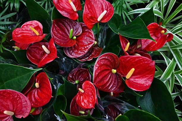 White Anthurium Flower Seeds - Heirloom Non GMO Premium Garden Seeds for Planting