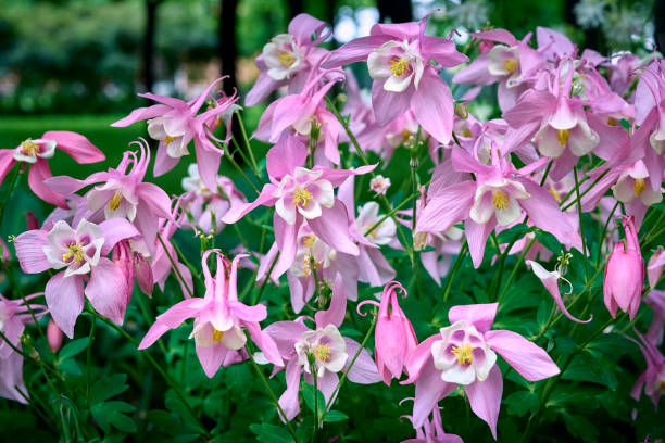 Pink Columbine Flower Seeds