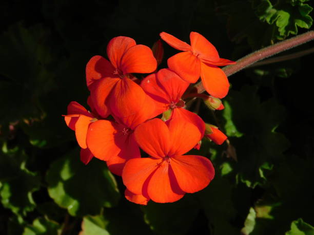 Orange Geranium Flower Seeds – Premium Floral Seeds for Decorative Outdoor Landscapes