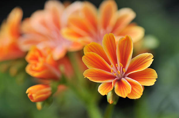 Orange Lewisia Cotyledon Flower Seeds