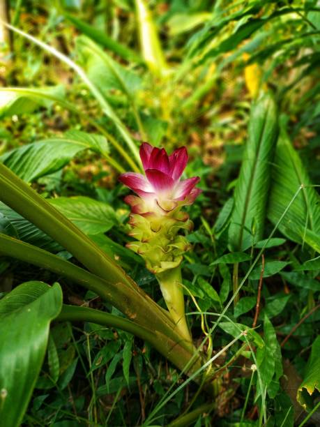 Red Curcuma Flower Seeds