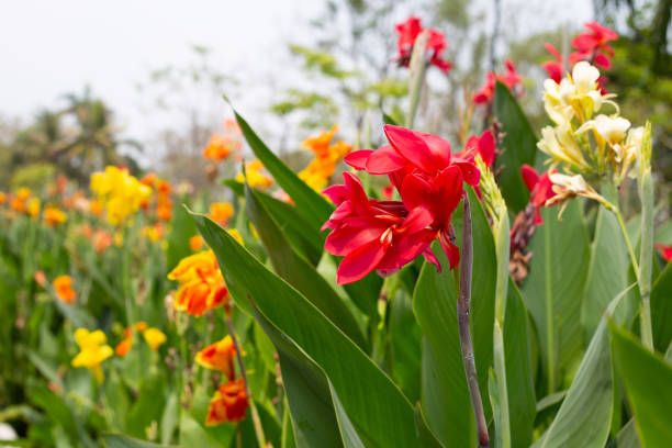 Canna Lily Flower Seeds