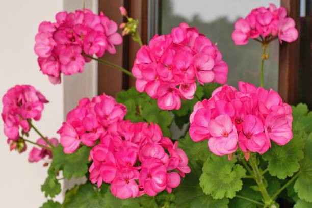Blooming Thyme Flower Seeds - Heirloom Non GMO Premium Garden Seeds for Planting