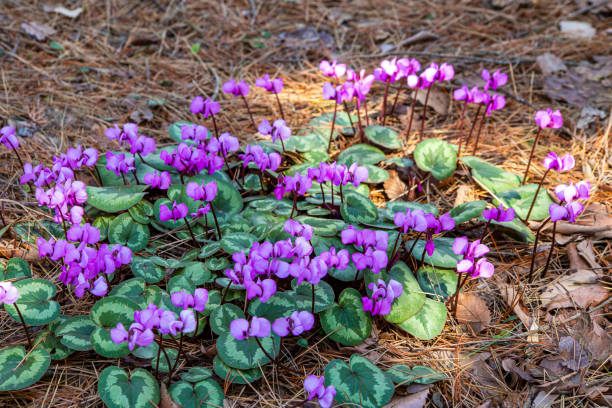 Purple Cyclamen Flower Seeds