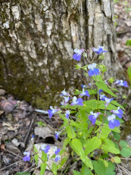 Collinsia Flower Seeds - Heirloom Non GMO High Germination Premium Garden Seeds for Planting