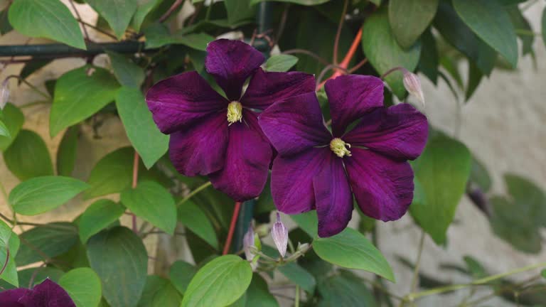 Dark Purple Climbing Clematis Flower Seeds